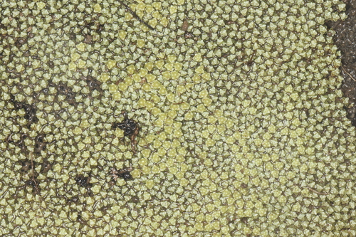 Golden scabweed (Raoulia australis)