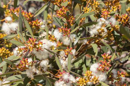 Eucalyptus uncinata observed 2026-03-05