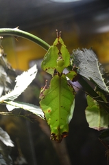 Pulchriphyllium giganteum