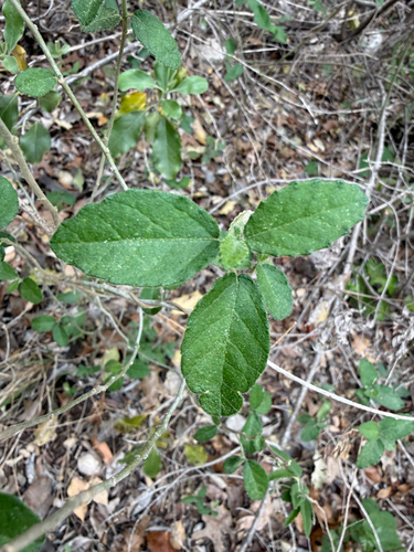 Southwest Bernardia (Bernardia myricifolia)