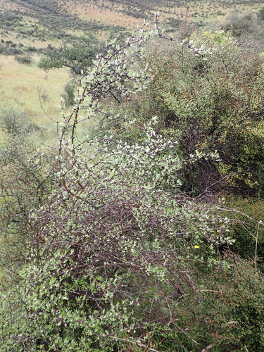 Scented tree daisy (Olearia odorata)