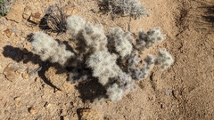 Cylindropuntia chuckwallensis