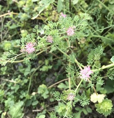 Fumaria densiflora
