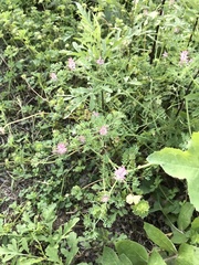 Fumaria densiflora
