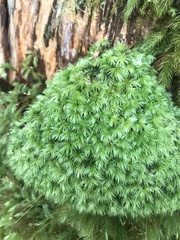 Leucobryum javense