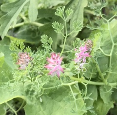 Fumaria densiflora