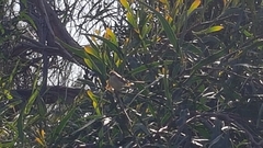Prinia gracilis