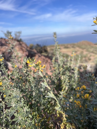 island broom (Acmispon dendroideus)