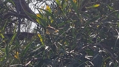 Prinia gracilis
