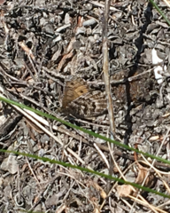 Oeneis chryxus caryi