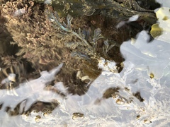 Ericaria selaginoides