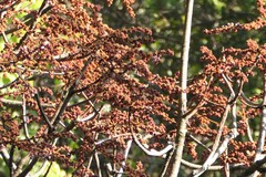 Sterculia guttata, photograph (c) Dinesh Valke, some rights reserved (CC BY-SA)