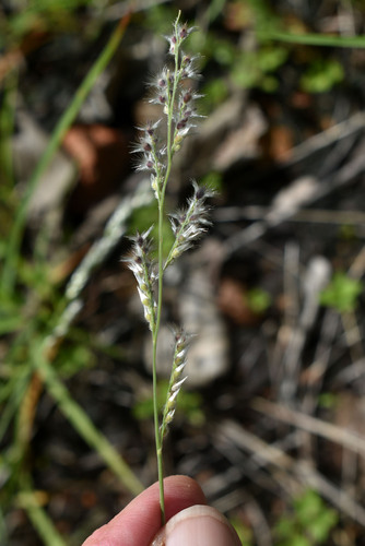 Urochloa holosericea observed 2026-02-22