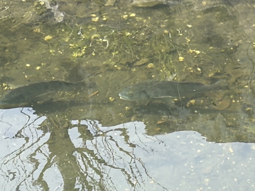 Acanthopagrus schlegelii