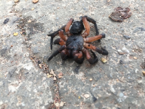 Liphistius suwat