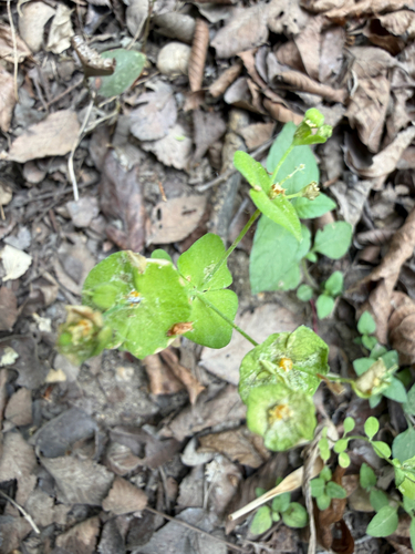 Roemer's spurge (Euphorbia roemeriana)