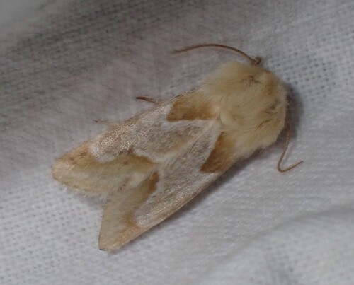Schinia ligeae