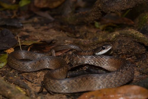 Antsihanaka Water Snake (Liopholidophis varius) · iNaturalist