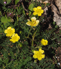 Ranunculus millefolius