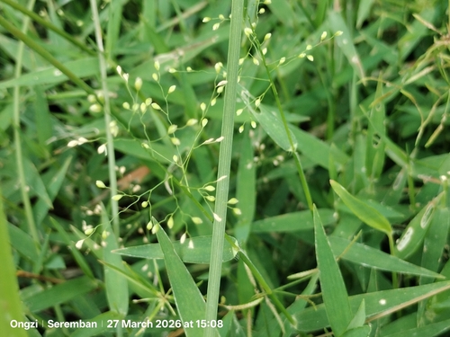 Swamp Millet (Isachne globosa)