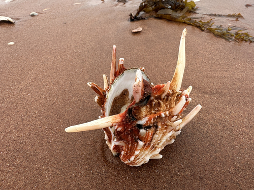 Spondylus victoriae observed 2026-03-29