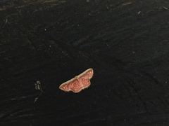Leptostales vitticostata