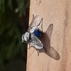 Calliphora vicina
