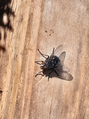 Calliphora vicina