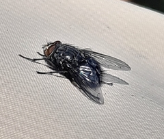 Calliphora vicina