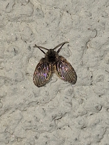 Unknown species found near Pensacola, FL 32506, USA
