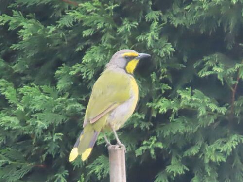 Bokmakierie (Telophorus zeylonus), photo 8