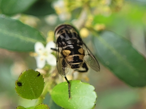 Unknown species found near Houston, TX 77070, USA