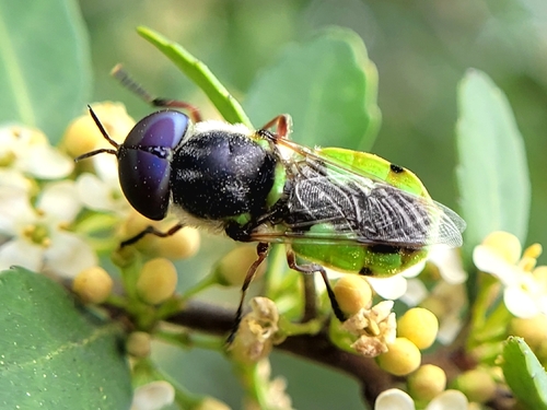 Unknown species found near Houston, TX 77070, USA