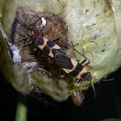 Oncopeltus unifasciatellus