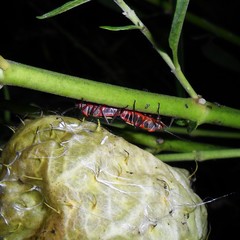 Oncopeltus unifasciatellus