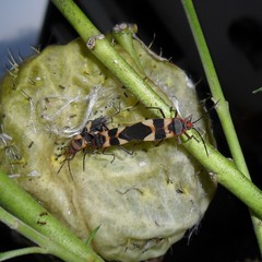 Oncopeltus unifasciatellus