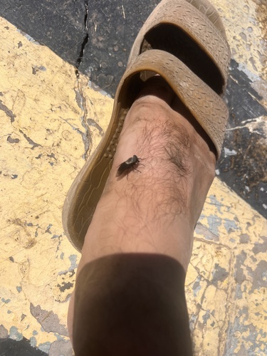 Unknown species found near W Pima St, Gila Bend, AZ, US