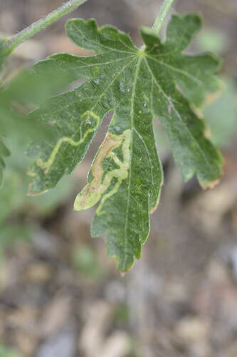 Unknown species found near Reid Park, Tucson, AZ, USA