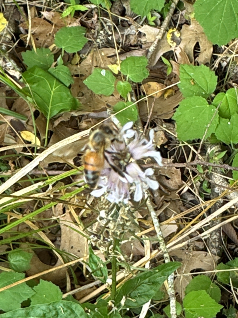 Western Honey Bee from Red Buckeye Trail, Needville, TX, US on March 28 ...