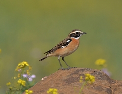 Saxicola rubetra