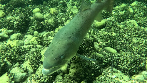 Huchen (Hucho hucho) — Salmonidae — 4
