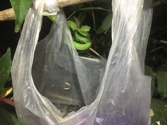 Trimeresurus macrops