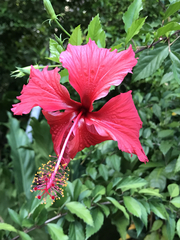 Hibiscus × archeri