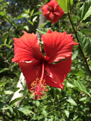 Hibiscus × archeri