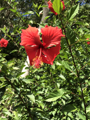 Hibiscus × archeri