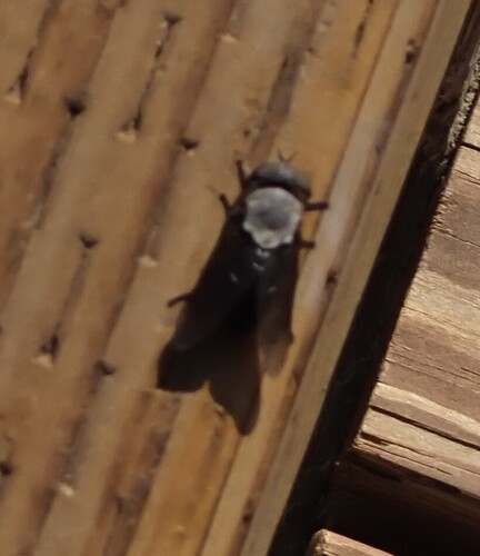 Unknown species found near Inyo County, CA, USA