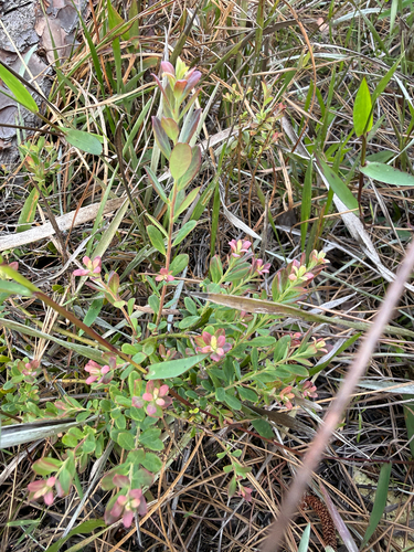 Darrow's Blueberry (Vaccinium darrowii)