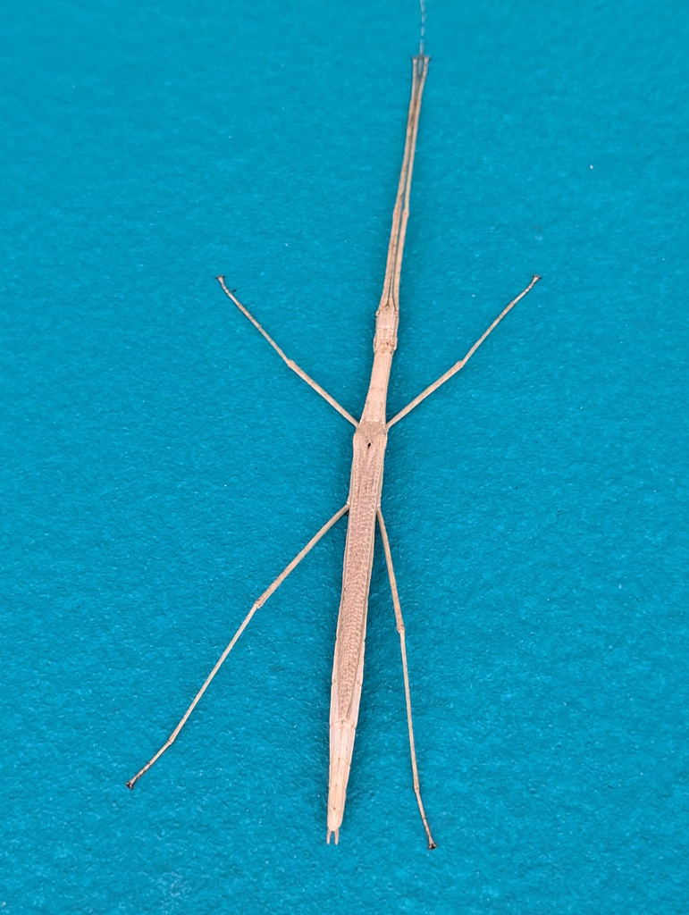 Cyclone Larry Stick Insect from South Johnstone QLD 4859, Australia on ...