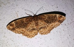 Parapholodes fuliginea