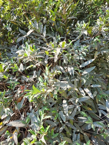 Ficus heterophylla, 2026-03-29